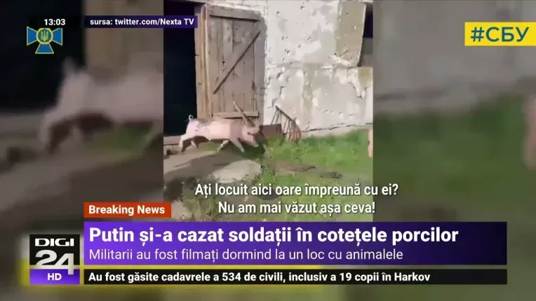 Putin si-a cazat soldatii in cotetele porcilor. Imagini cu militarii dormind la un loc cu animalele