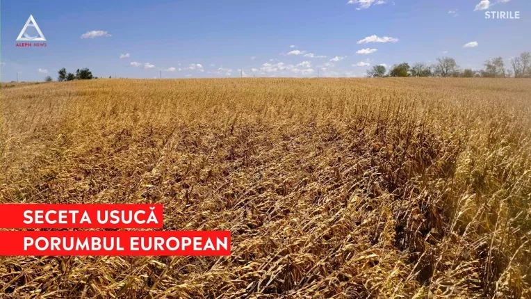 Romania este tot mai afectata de seceta