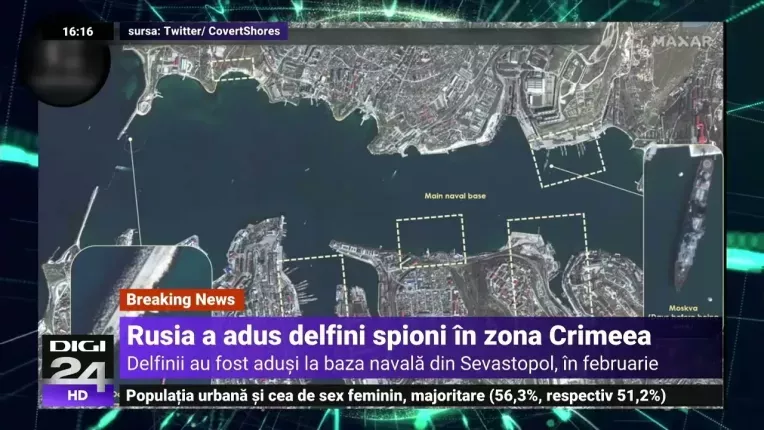 Rusia a adus la baza navala Sevastopol delfini dresati sa detecteze atacurile subacvatice