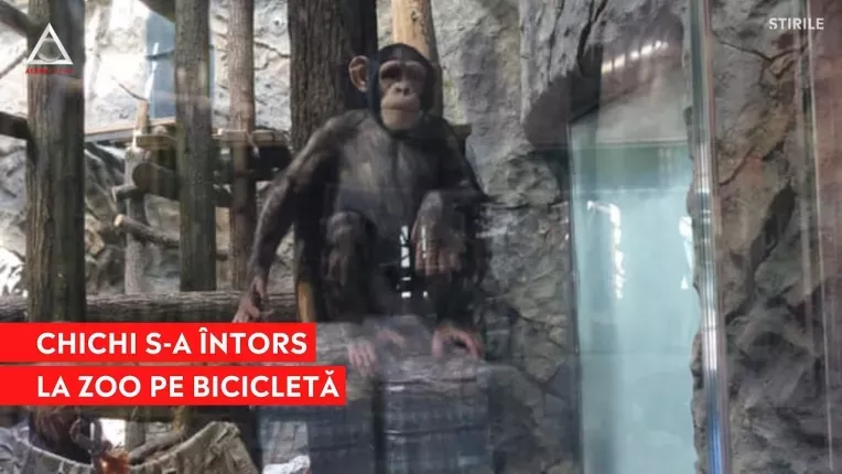 Un cimpanzeu fugar din Harkov s-a intors la gradina zoo pe bicicleta